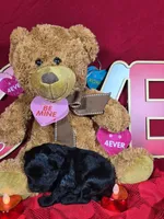 Pez, a male Poodle - Toy  and Bernedoodle for sale in Colorado Springs, CO – Photo 3 of 4