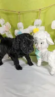 Pez, a male Poodle - Toy  and Miniature Bernedoodle for sale in Colorado Springs, CO – Photo 3 of 4