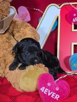 Pez, a male Poodle - Toy  and Bernedoodle for sale in Colorado Springs, CO – Photo 1 of 4