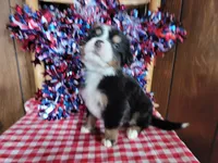Achilles , a male Bernese Mountain Dog for sale in Colorado Springs, CO – 4 of 10