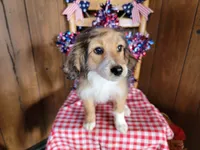 Mini Julia, a female Miniature Bernedoodle for sale in Colorado Springs, CO – 5 of 10