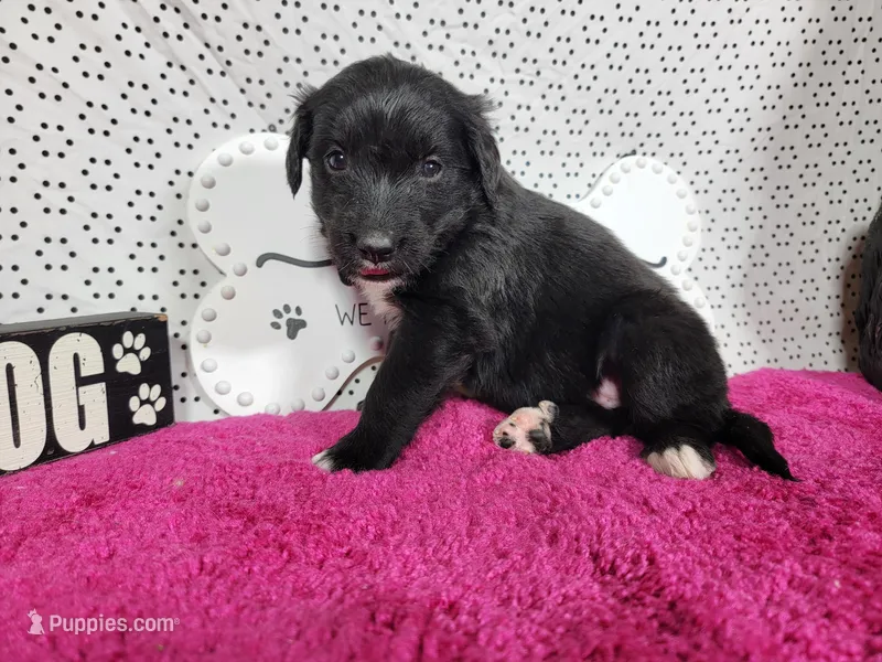 Trixie – Golden Mountain Dog puppy for sale in Colorado Springs, CO