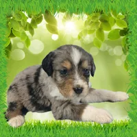 Mini Bob, a male Miniature Bernedoodle for sale in Colorado Springs, CO – 4 of 6