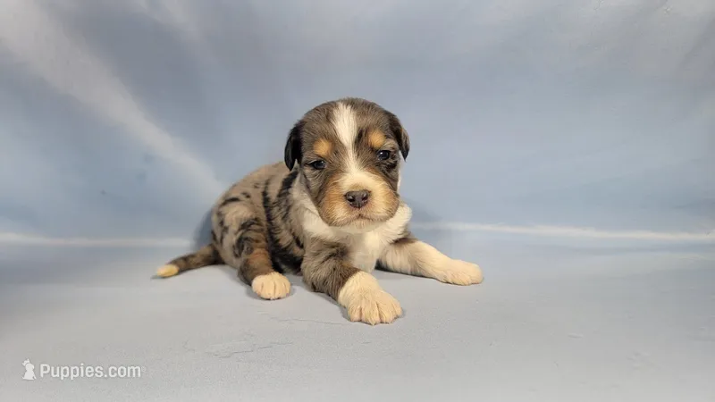 Mini Bob – Miniature Bernedoodle puppy for sale in Colorado Springs, CO