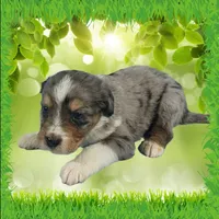 Mini Bob, a male Miniature Bernedoodle for sale in Colorado Springs, CO – 3 of 6
