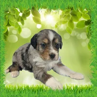 Mini Bob, a male Miniature Bernedoodle for sale in Colorado Springs, CO – 2 of 6