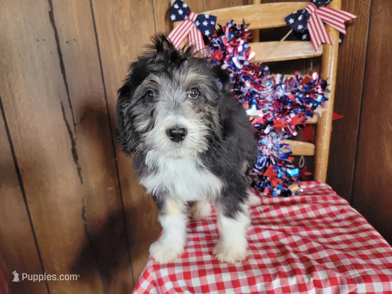 Mini Gene – Miniature Bernedoodle puppy for sale in Colorado Springs, CO