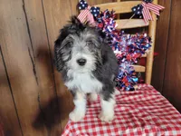 Mini Gene, a male Miniature Bernedoodle for sale in Colorado Springs, CO – 1 of 10