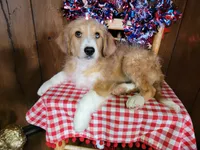 Mini Linda, a female Miniature Bernedoodle for sale in Colorado Springs, CO – 5 of 10