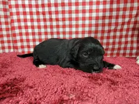 Dolly, a female Golden Mountain Dog for sale in Colorado Springs, CO – 3 of 10