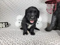 Buzz, a male Golden Mountain Dog for sale in Colorado Springs, CO – 6 of 6