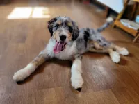 Mini Bob, a male Miniature Bernedoodle for sale in Colorado Springs, CO – 3 of 10