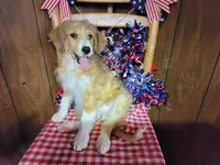 Mini Linda, a female Miniature Bernedoodle for sale in Colorado Springs, CO – 6 of 10