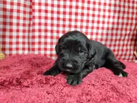Jessie, a female Golden Mountain Dog for sale in Colorado Springs, CO – 2 of 10