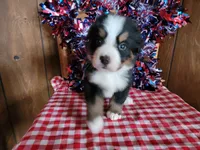 Helen, a female Bernese Mountain Dog for sale in Colorado Springs, CO – 9 of 10
