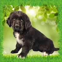 Shrek, a male Golden Mountain Dog for sale in Colorado Springs, CO – Photo 1 of 10