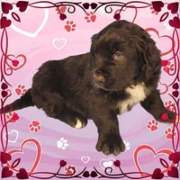 Shrek, a male Golden Mountain Dog for sale in Colorado Springs, CO – Photo 8 of 10