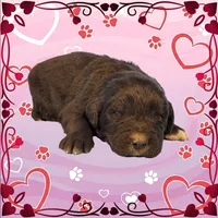 Shrek, a male Golden Mountain Dog for sale in Colorado Springs, CO – Photo 5 of 10