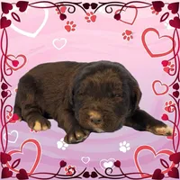 Shrek, a male Golden Mountain Dog for sale in Colorado Springs, CO – Photo 6 of 10