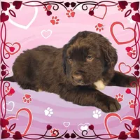 Shrek, a male Golden Mountain Dog for sale in Colorado Springs, CO – Photo 7 of 10