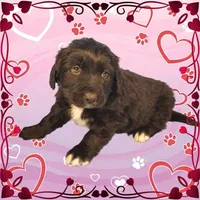 Shrek, a male Golden Mountain Dog for sale in Colorado Springs, CO – Photo 2 of 10