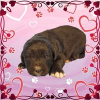 Shrek, a male Golden Mountain Dog for sale in Colorado Springs, CO – Photo 3 of 10