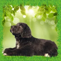 Shrek, a male Golden Mountain Dog for sale in Colorado Springs, CO – Photo 10 of 10