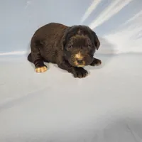 Kitty Softpaws, a female Golden Mountain Dog for sale in Colorado Springs, CO – Photo 4 of 10