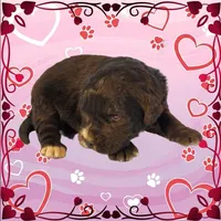 Kitty Softpaws, a female Golden Mountain Dog for sale in Colorado Springs, CO – Photo 5 of 10