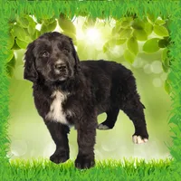 Kitty Softpaws, a female Golden Mountain Dog for sale in Colorado Springs, CO – Photo 1 of 10