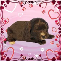 Kitty Softpaws, a female Golden Mountain Dog for sale in Colorado Springs, CO – Photo 6 of 10