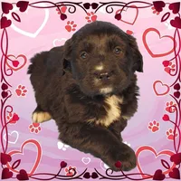 Kitty Softpaws, a female Golden Mountain Dog for sale in Colorado Springs, CO – Photo 2 of 10