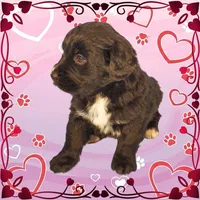 Kitty Softpaws, a female Golden Mountain Dog for sale in Colorado Springs, CO – Photo 7 of 10