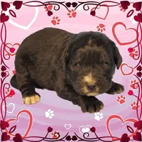 Kitty Softpaws, a female Golden Mountain Dog for sale in Colorado Springs, CO – Photo 3 of 10