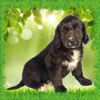 Kitty Softpaws, a female Golden Mountain Dog for sale in Colorado Springs, CO – Photo 9 of 10