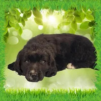 Kitty Softpaws, a female Golden Mountain Dog for sale in Colorado Springs, CO – Photo 10 of 10