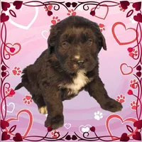 Kitty Softpaws, a female Golden Mountain Dog for sale in Colorado Springs, CO – Photo 8 of 10