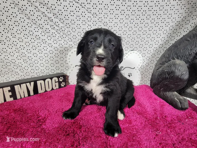 Bo Peep – Golden Mountain Dog puppy for sale in Colorado Springs, CO