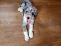 Mini Bob, a male Miniature Bernedoodle for sale in Colorado Springs, CO – 7 of 10