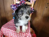 Mini Gene, a male Miniature Bernedoodle for sale in Colorado Springs, CO – 7 of 10