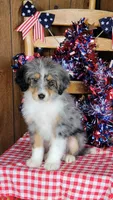 Mini Bob, a male Miniature Bernedoodle for sale in Colorado Springs, CO – 8 of 10