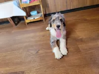 Mini Bob, a male Miniature Bernedoodle for sale in Colorado Springs, CO – 8 of 10
