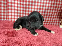 Trixie, a female Golden Mountain Dog for sale in Colorado Springs, CO – 2 of 10