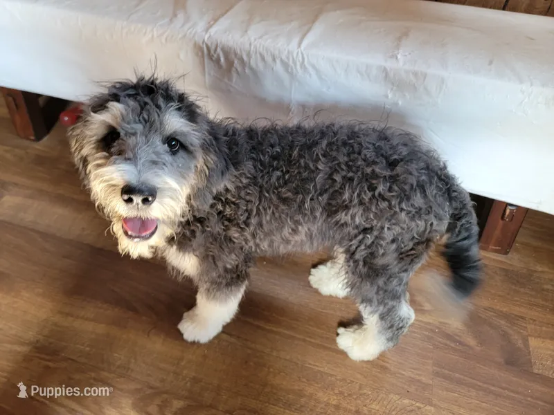 Mini Gene – Miniature Bernedoodle puppy for sale in Colorado Springs, CO