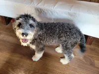 Mini Gene, a male Miniature Bernedoodle for sale in Colorado Springs, CO – 1 of 10