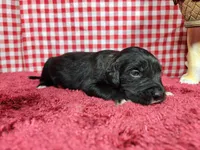 Dolly, a female Golden Mountain Dog for sale in Colorado Springs, CO – 9 of 10