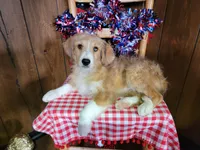 Mini Linda, a female Miniature Bernedoodle for sale in Colorado Springs, CO – 9 of 10