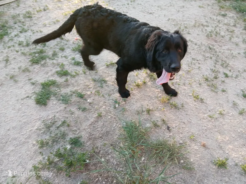Puss in Boots – Golden Mountain Dog puppy for sale in Colorado Springs, CO