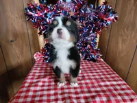 Achilles , a male Bernese Mountain Dog for sale in Colorado Springs, CO – 9 of 10