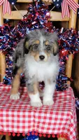 Mini Bob, a male Miniature Bernedoodle for sale in Colorado Springs, CO – 10 of 10